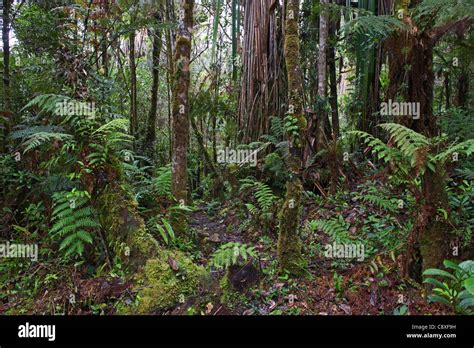 Montane Rainforest Around Mt Hagen In Western Highlands Of Papua New