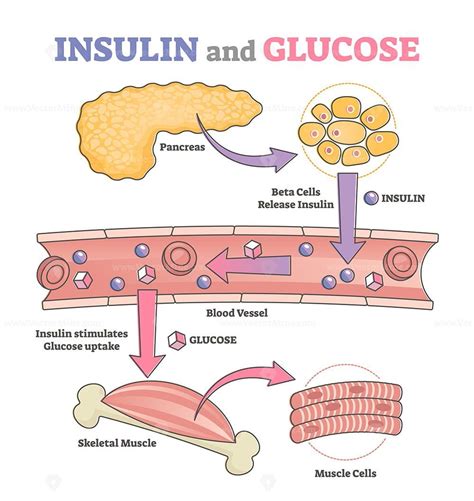 Insulin And Glucose Release Regulation Educational Scheme VectorMine In Education