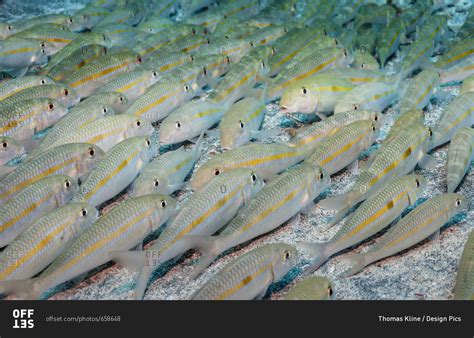 Yellowstripe Goatfish Mulloidichthys Flavolineatus School Resting On