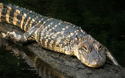 Tripod, the three-legged alligator - The Coastland Times | The ...