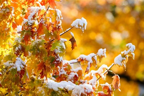 Winters White Encroaches On Autumn Gold