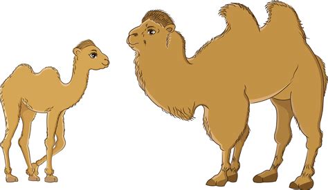 Download Bactrianand Dromedary Camels Illustration