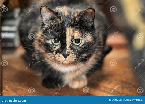 Tortoiseshell Cat Sits Stock Image Image Of Animals 34267559