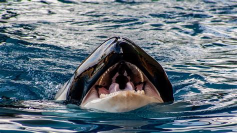 Killer Whales Attack And Damage Another Sailboat Off Spain