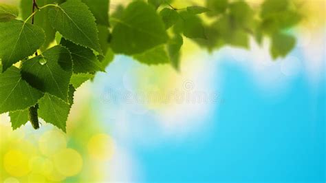 Summer Abstract Natural Backgrounds Stock Photo Image Of Light