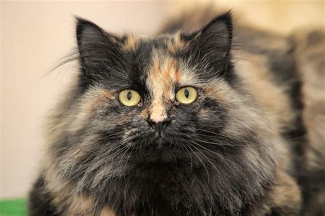 Types Of Tortoiseshell Cats With Long Hair With Pictures Pet Keen