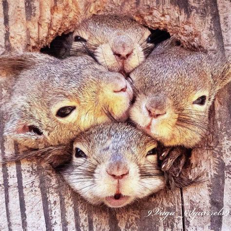 ⚜️🐿🐿 Now Four 4 😂😂😱🐿🐿🐿🐿 Squirrels Squirrel ~~~~~~~~~~~~~~~~~~~~~~~~~~~~~~~~ ⚜️