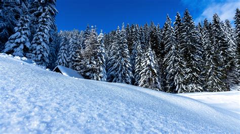 Download Wallpaper Winter Landscape Full Of Snow 1920x1080