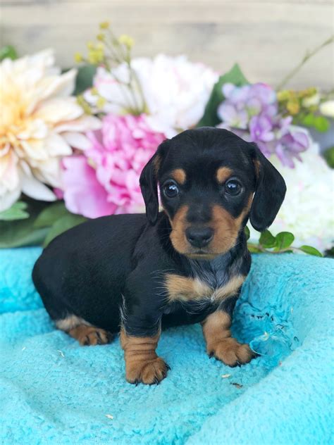 Champion males for sale champion males offered for stud. Mini Dachshund For Sale in Lynchburg, VA - Local Pet Store ...