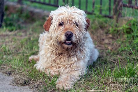 Portrait Of Hairy Brown Mutt Dog Photograph By Bratislav Braca Stefanovic
