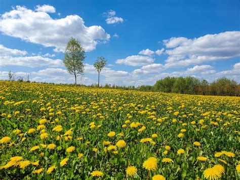 Field With Yellow Dandelions And Blue Sky Stock Photo Image Of