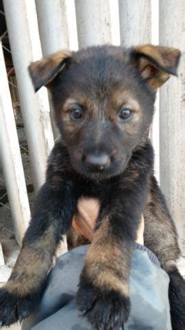 We have 7 beautiful sable gsd puppies. BLACK SABLE GERMAN SHEPHERD PUPS for Sale in San Jose, California Classified | AmericanListed.com