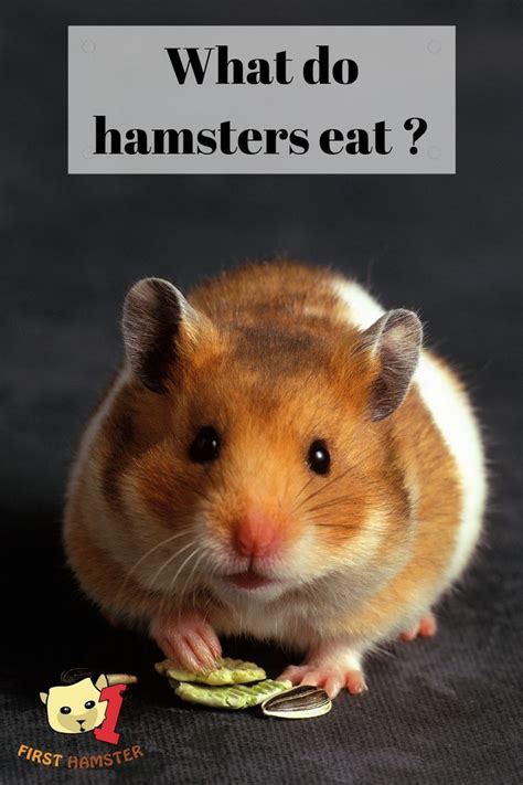 First Off Hamsters Are Omnivores That Means They Can And Will Eat