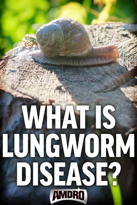 Rat Lungworm Disease And How To Prevent It Lawn Pests Garden Pests