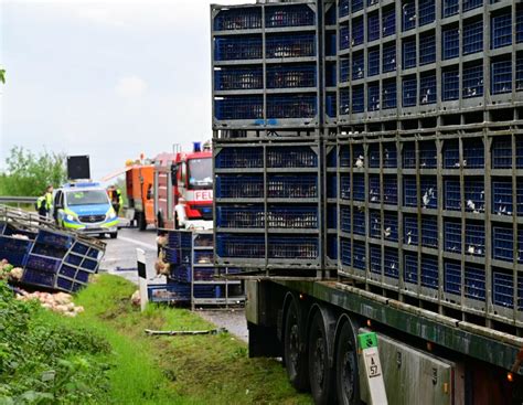 Tiertransporter Verliert Kisten Mit Rund H Hnern Agrarheute Com