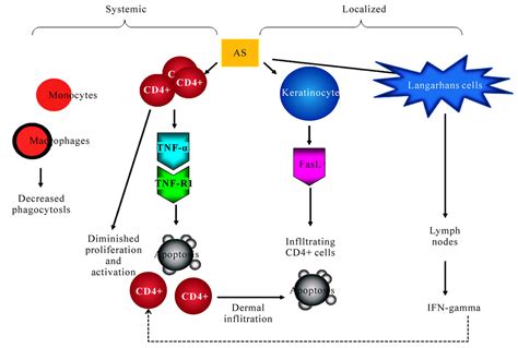 Mechanisms And Immune Dysregulation In Arsenic Skin Carcinogenesis