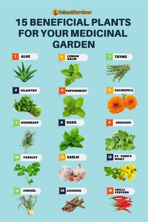 beneficial plants for your medicinal garden medicinal herbs garden medicine garden planting