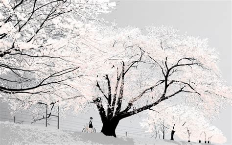 Wallpaper Trees Bicycle Sky Snow Branch Frost Cherry Blossom