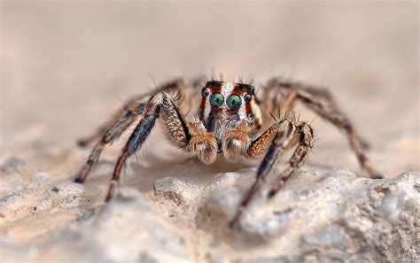 In deutschland leben rund 1000 arten. unbekannte Springspinne (Forum für Naturfotografen)