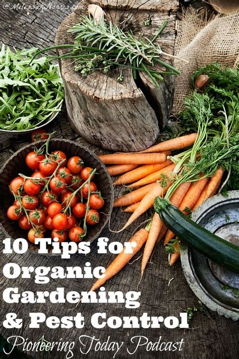 Organic pest control for your garden that really works. 10 Tips for Organic Gardening and Pest Control - Melissa K. Norris