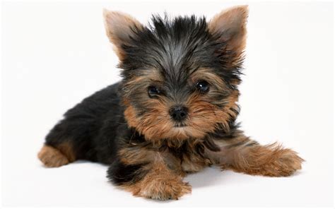 Yorkie Puppies Videos Yorkshire Terrier Yorkie Puppies Facts And