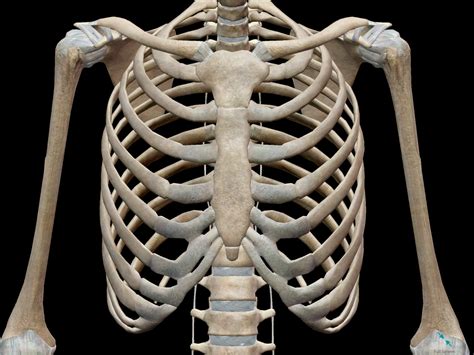 Anatomy Of Chest And Ribs D Skeletal System Bones Of The Thoracic