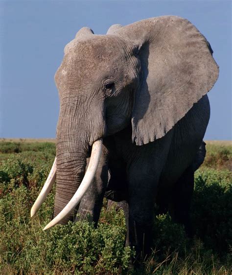 How Long Does An Elephant Live