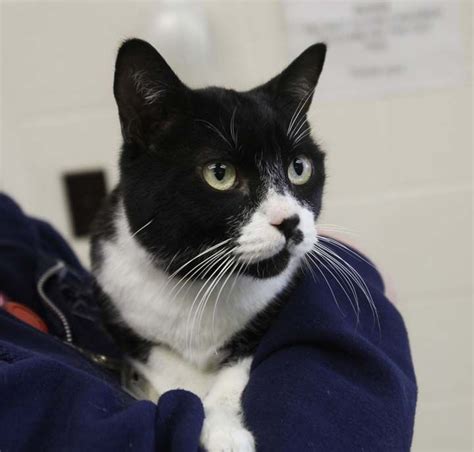 Chuck Is A 3 Year Old Male Tuxedo Cat Tuxedo Cat Pets Cats