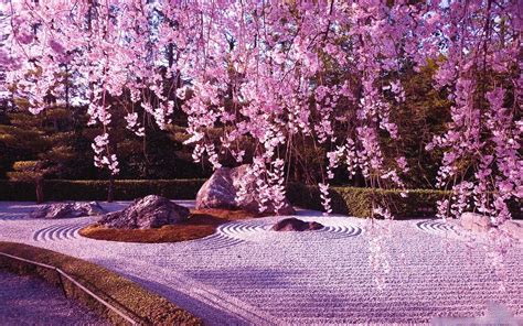 Sakura Wallpaper for Android - APK Download