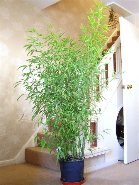 Tall Artificial House Plants Uk