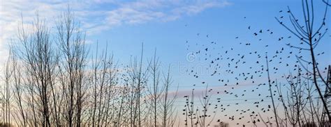 Fall Flock Of Birds Migrating South Stock Photo Image Of Migrate