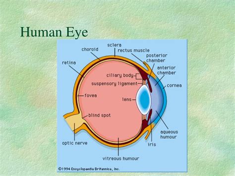 Ppt The Eye Powerpoint Presentation Free Download Id73484