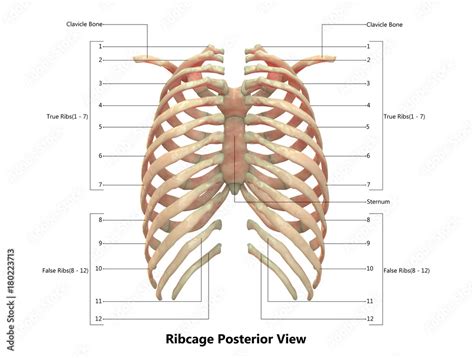 Human Skeleton System Rib Cage Anatomy With Detailed Labels Posterior
