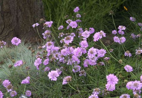 Scabiosa Pincushion Flower Plant Care And Growing Guide