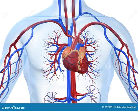 Sistema Cardiovascular Imagem De Stock Imagem 5970091