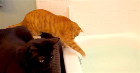 Shark Is No Match For This Feline Duo The Animal Rescue Site News