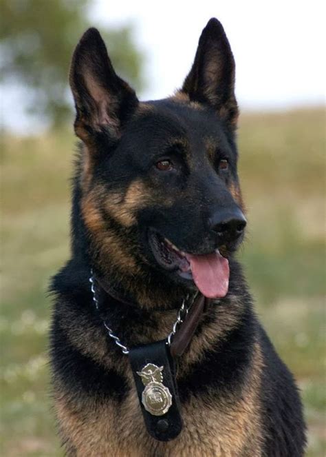 42 Best K 9 Police Dogs Images On Pinterest Police Dogs
