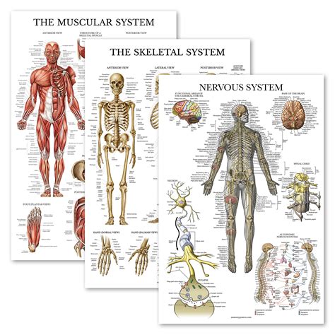Buy Palace Learning 3 Pack Muscle Skeleton Nervous System Anatomy