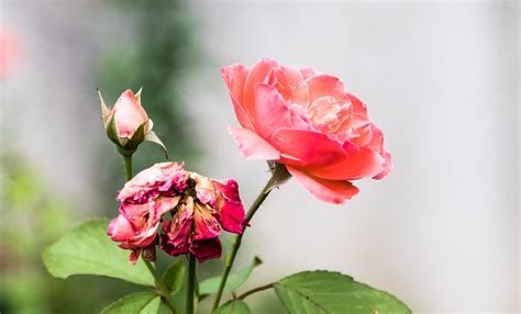 7 Easy To Grow Rose Bushes