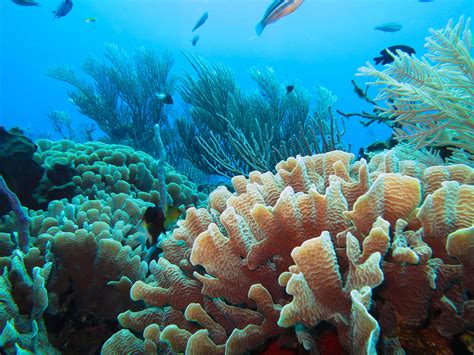 Coral Reef Coral Reef Pictures Underwater