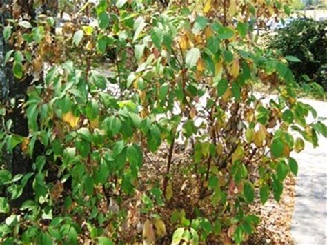 Over 420 ornamental tree varieties, spanning everything from acers to zelkovas. Drought and Watering of Ornamental Plants - Wisconsin ...