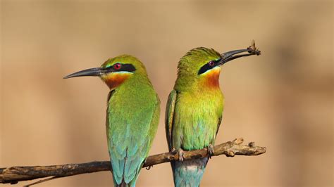 Bee Eater San Diego Zoo Animals And Plants