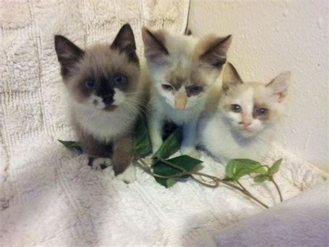 We place the perfect kitten with you! 3 left! Ragdoll- Manx kittens! for Sale in Seattle ...