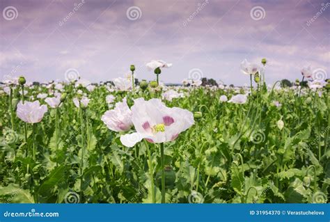 Pink Poppies On A Field Stock Photo Image Of Bloom Closeup 31954370
