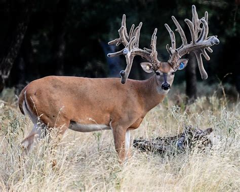 Deer Breeding Gallery
