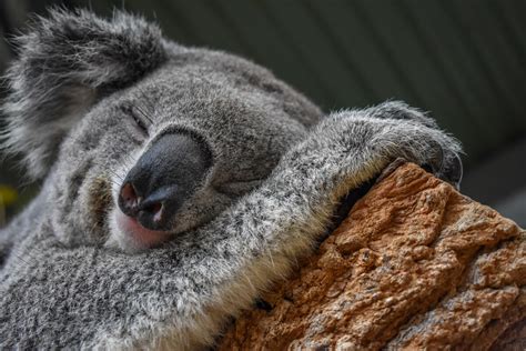 El Koala Un Maestro De La Adaptación Al Entorno Mis Animales