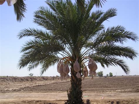 Young Medjool Dates Palm With Fruit Covered Prior To Harvest Medjool