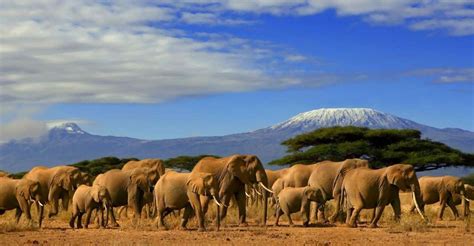 From Nairobi Or Mombasa Amboseli National Park 3 Day Tour Getyourguide