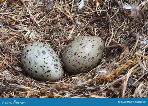 Gull Eggs In Natural Habitat Stock Photo Image Of Bird Habitat 86203458