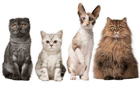 Razas De Gato Características Y Morfología Curiosfera Animales